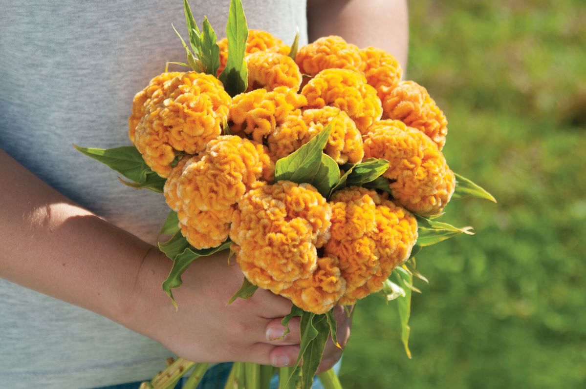 Chief Gold – Celosia Seed